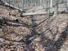 Figure 8. Spring Rivulet and Moraine Topography, Narrow Gauge Nature Area, 10 April 2010